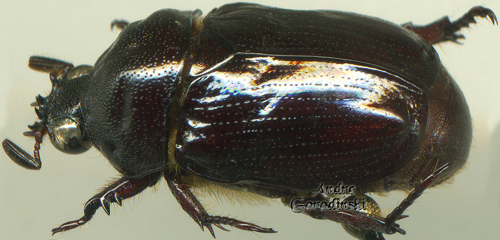 http://www.gorodinski.ru/scarabs/Eophileurus borneensis.jpg